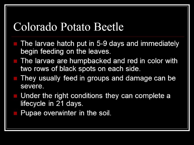 Colorado Potato Beetle The larvae hatch put in 5-9 days and immediately begin feeding